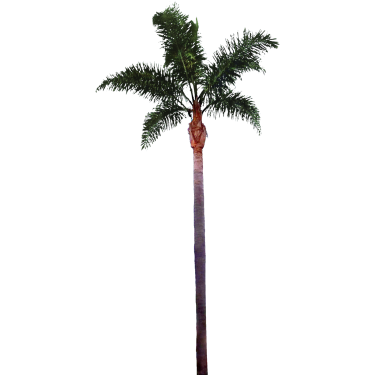Palm Tree PNG File 