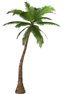 Palm Tree PNG 