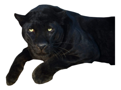 Panther Transparent 