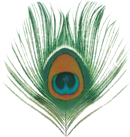 Free Peacock Feather PNG Transparent Images, Download Free Peacock