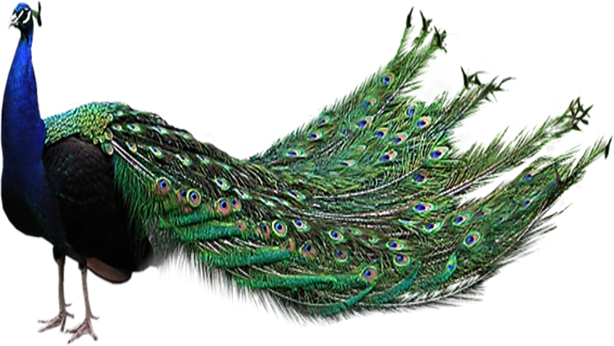 Peacock PNG File 