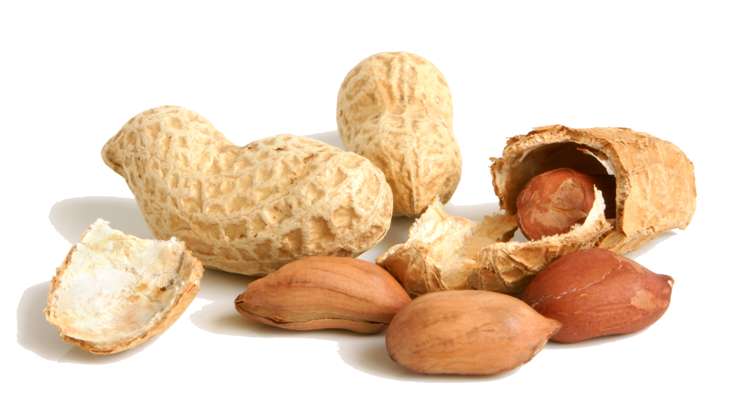 Peanut PNG File 