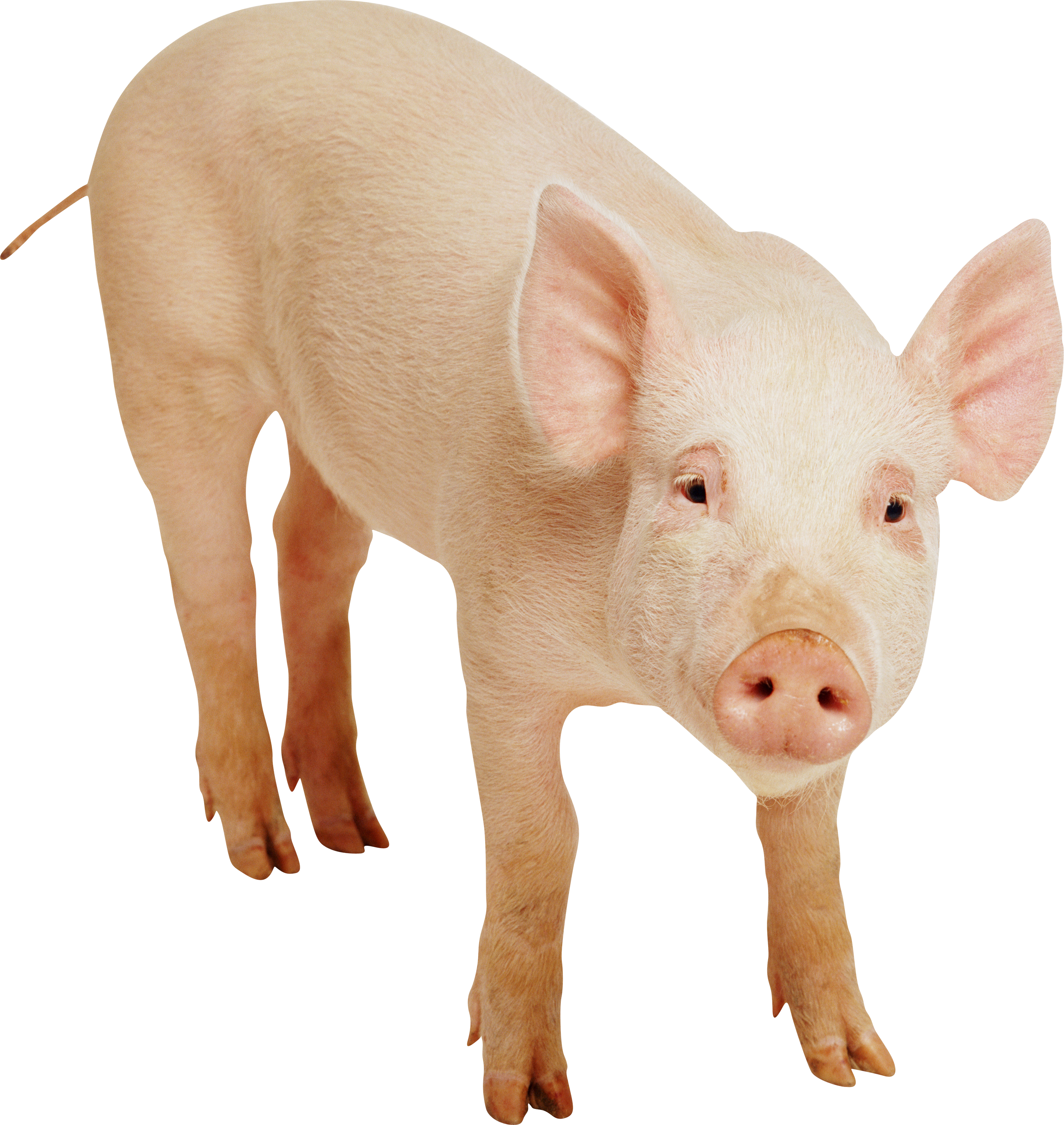 Pig Png Vector Images With Transparent Background Tra - vrogue.co