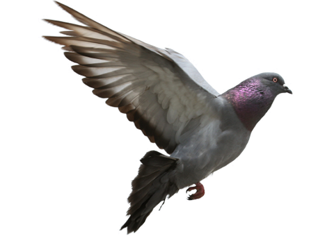Pigeon Free Download PNG 
