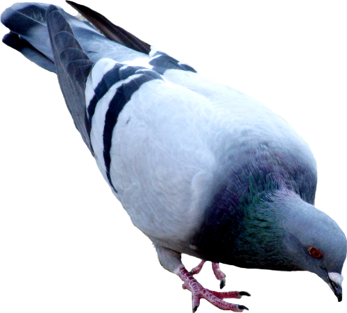 Pigeon PNG File 