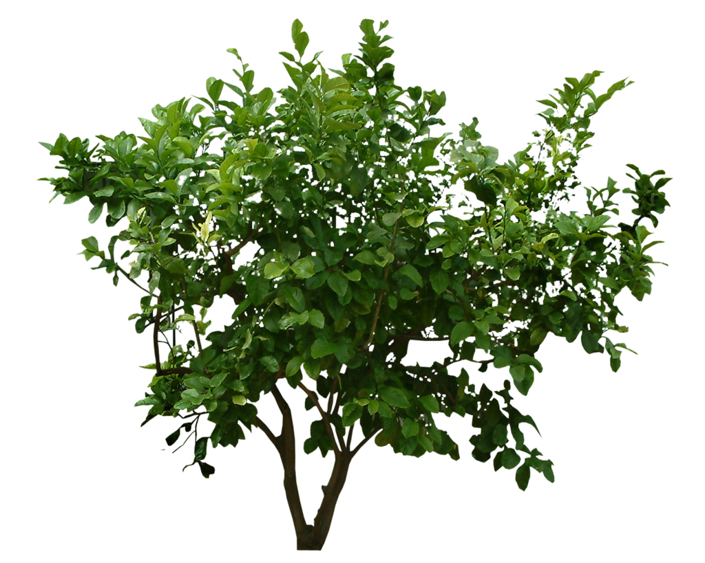 Plants PNG File 