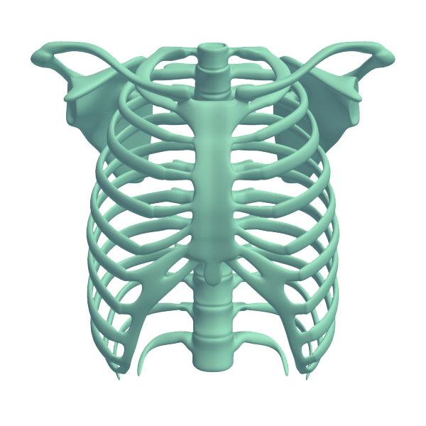 Rib Cage Clipart Png Clip Art Library