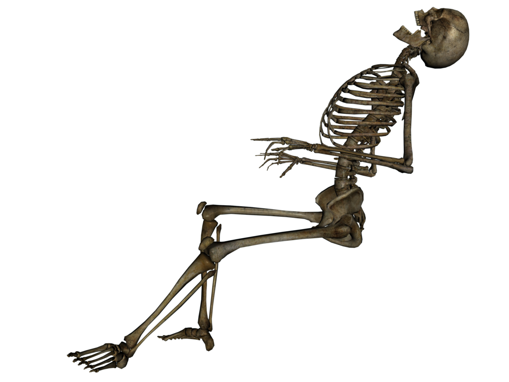 Free Skeleton Transparent Png Download Free Skeleton Transparent Png Png Images Free Cliparts On Clipart Library