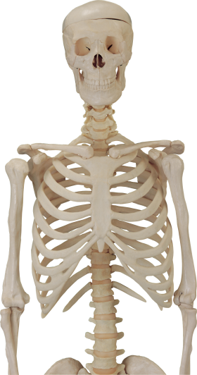 Skeleton Free PNG Image 