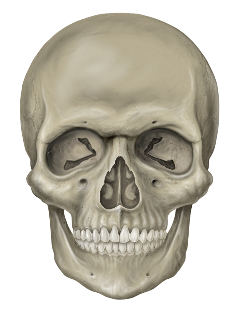 Skeleton Head Free Download PNG 