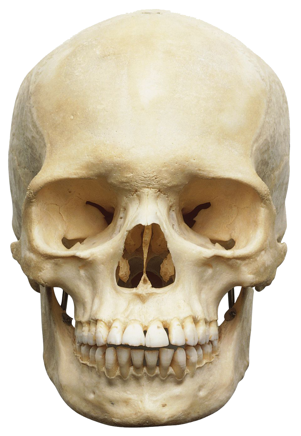 Skeleton Head PNG Image 