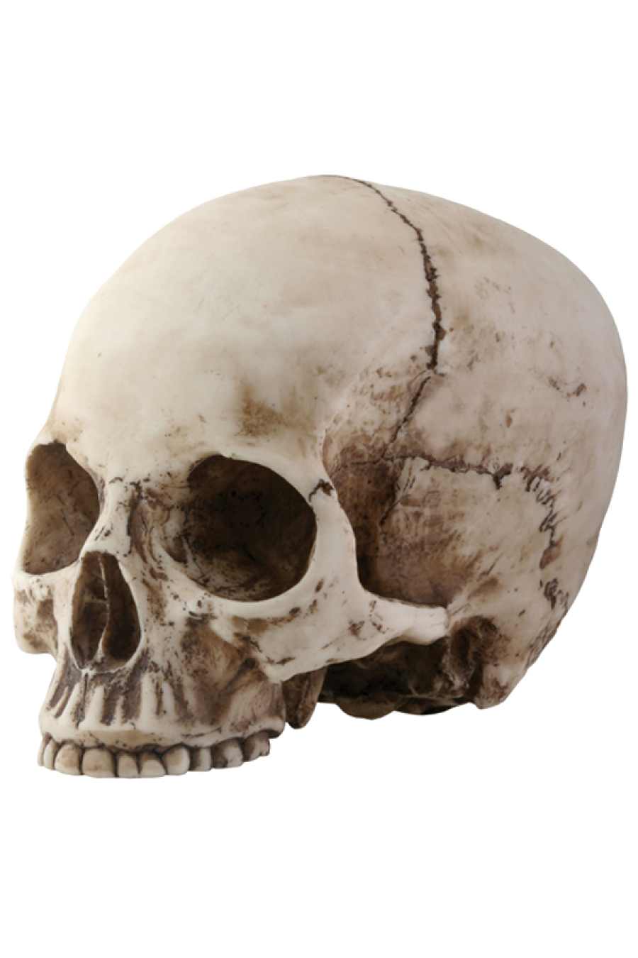 Skeleton Head PNG Picture 