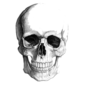 Skeleton Head 
