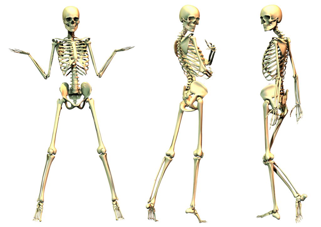 Skeleton PNG File 