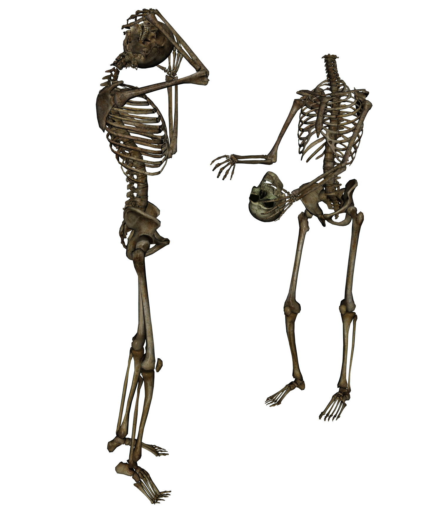 Skeleton PNG 