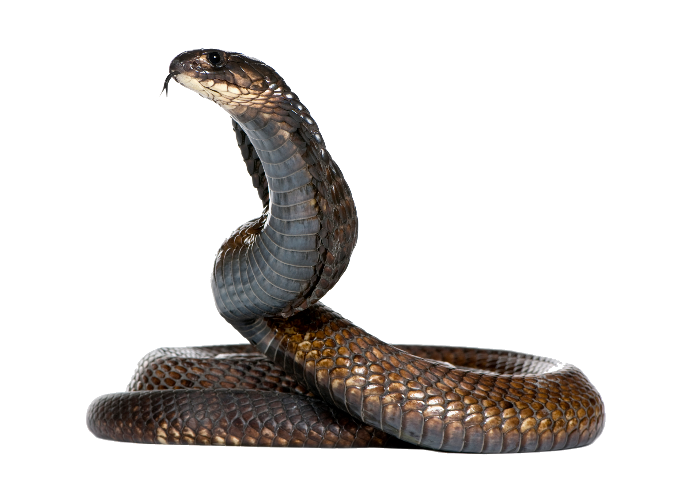 Snake PNG HD 
