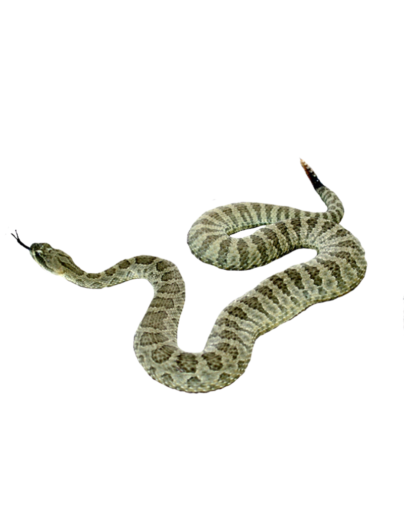 Snake PNG Picture 
