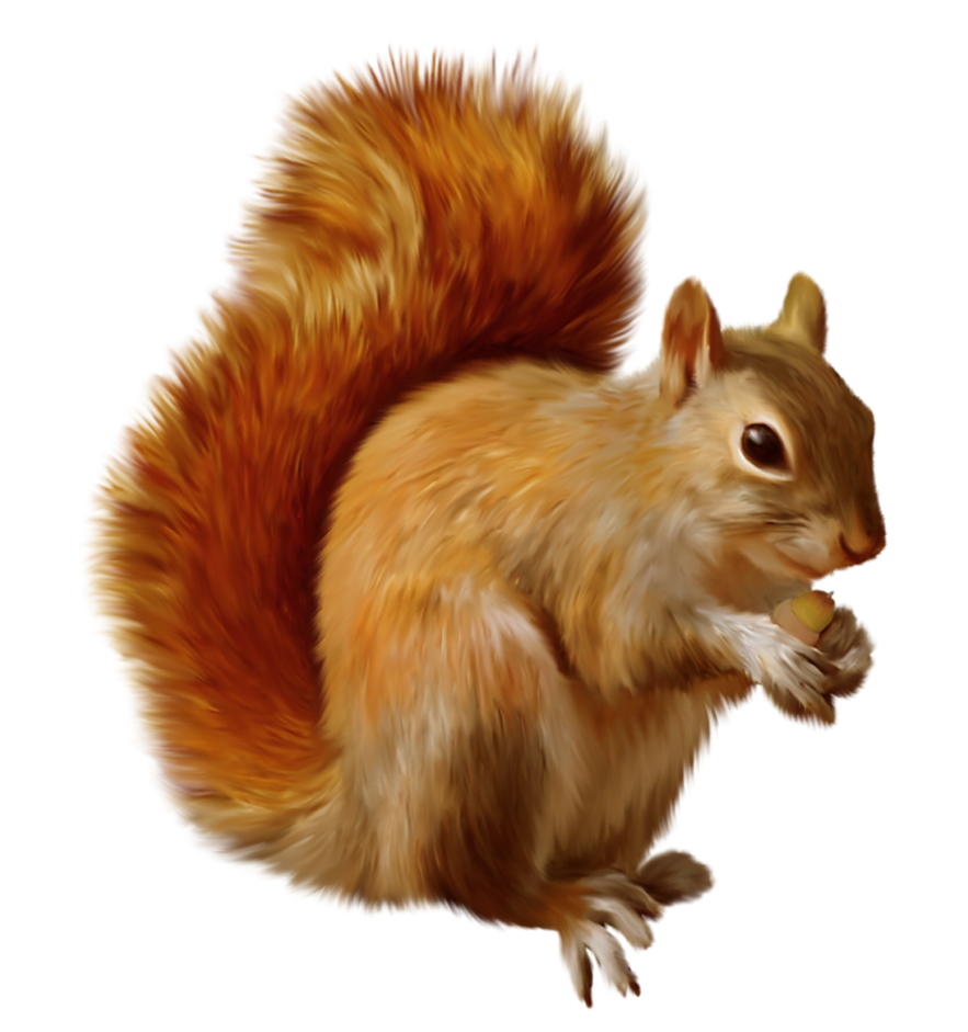 Squirrel PNG Clipart 