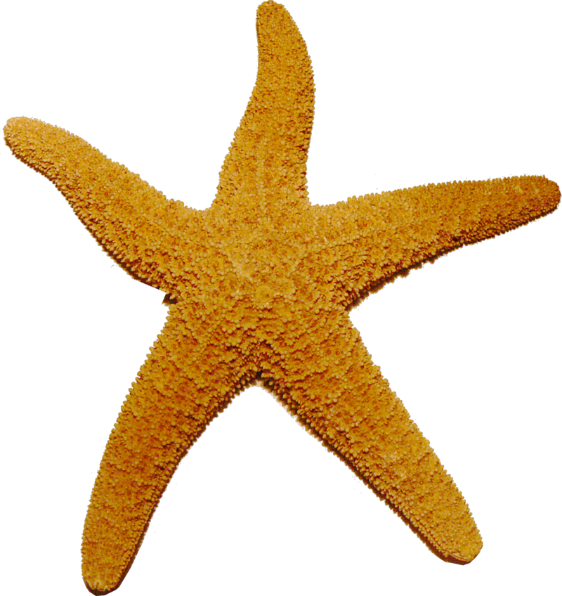 Starfish Transparent 
