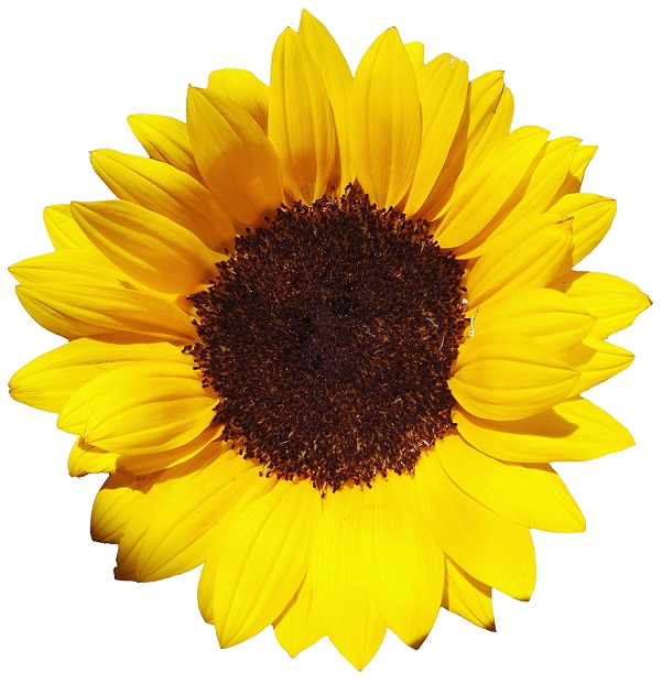 Sunflowers Free PNG Image 