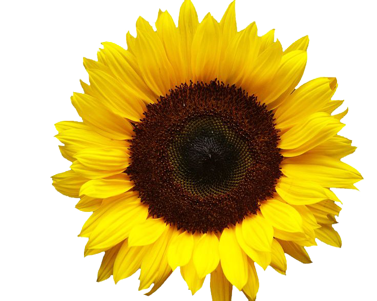 Sunflowers PNG Image 