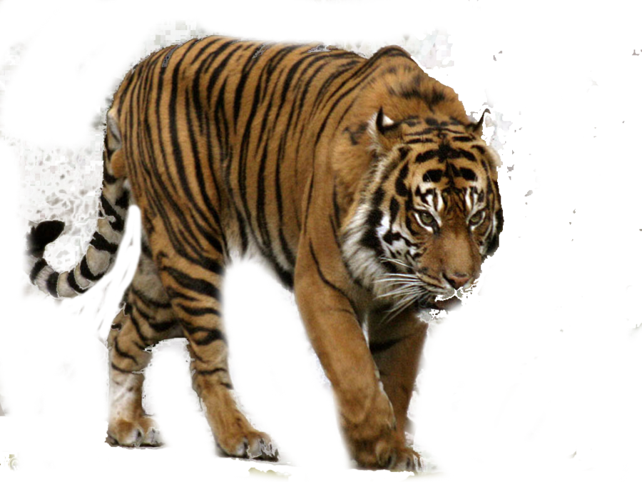 tiger clipart png - photo #32