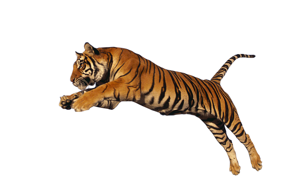 tiger jumping clipart - photo #19