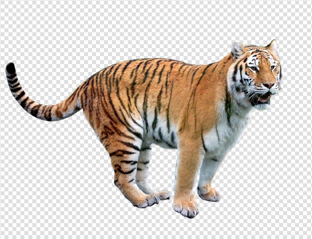 Tiger PNG Pic 