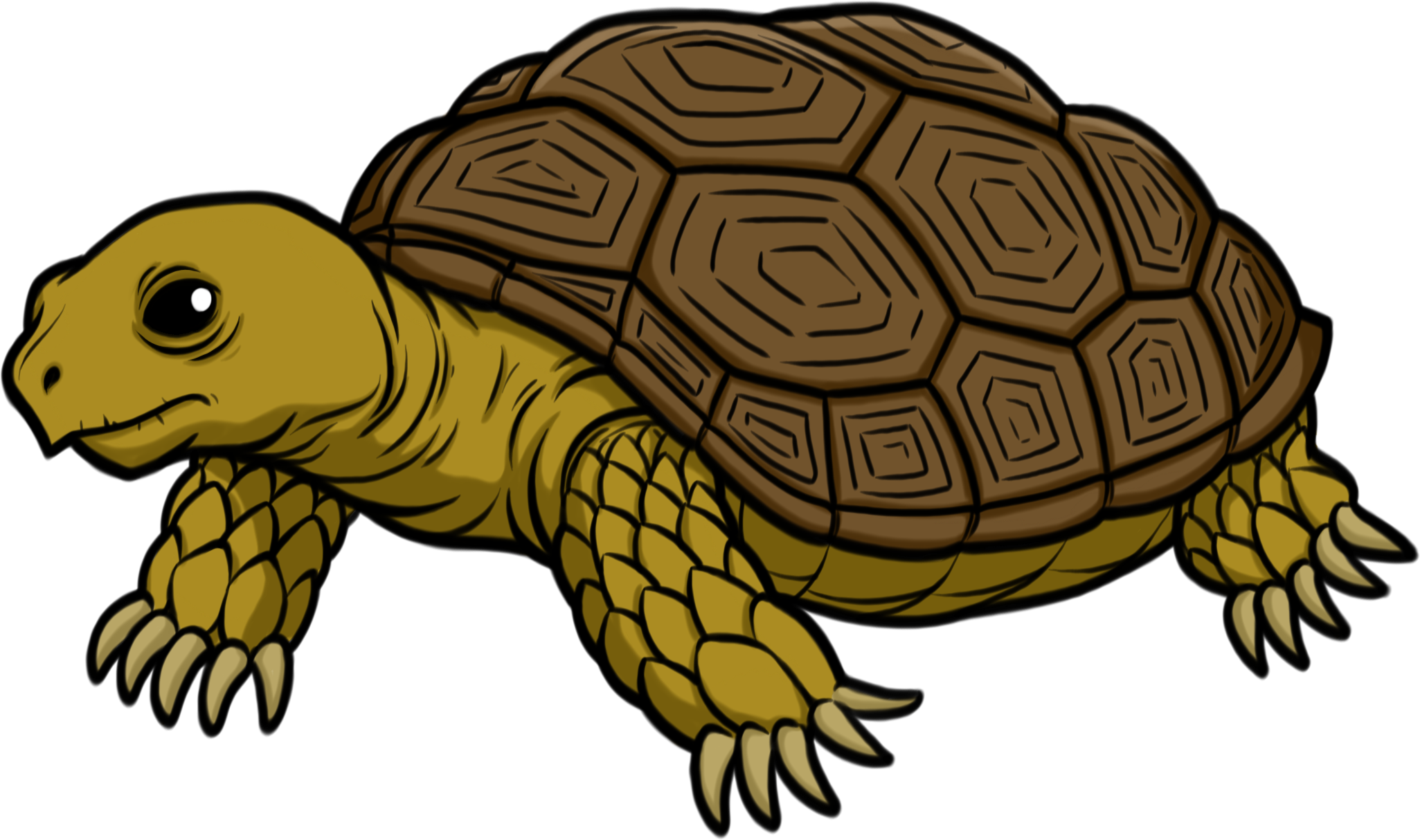 tortoise clipart free - photo #45