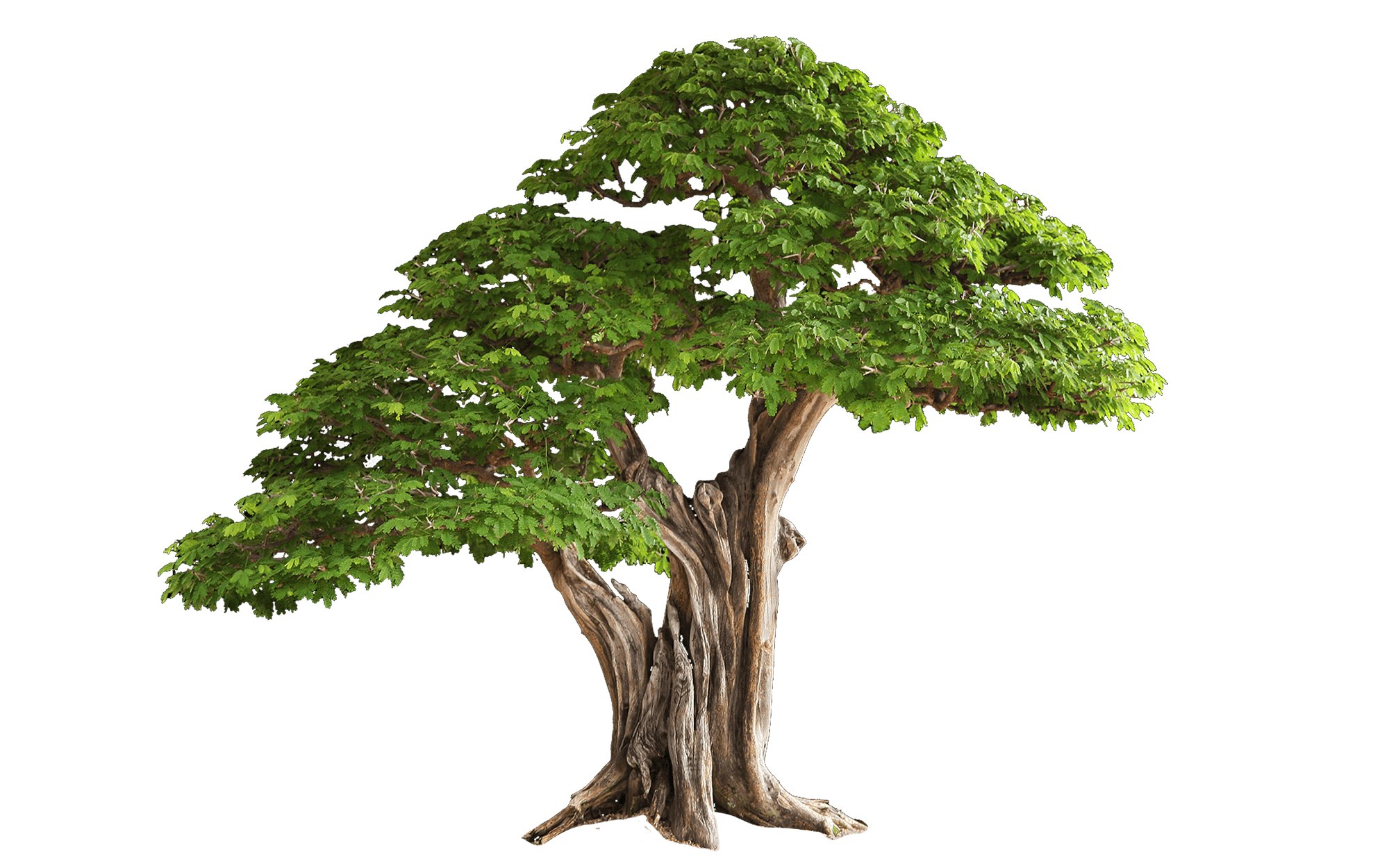Tree Free PNG Image 