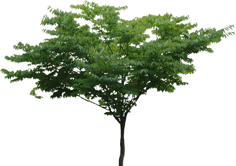 Free Plan Tree Png Download Free Plan Tree Png Png Images Free Cliparts On Clipart Library