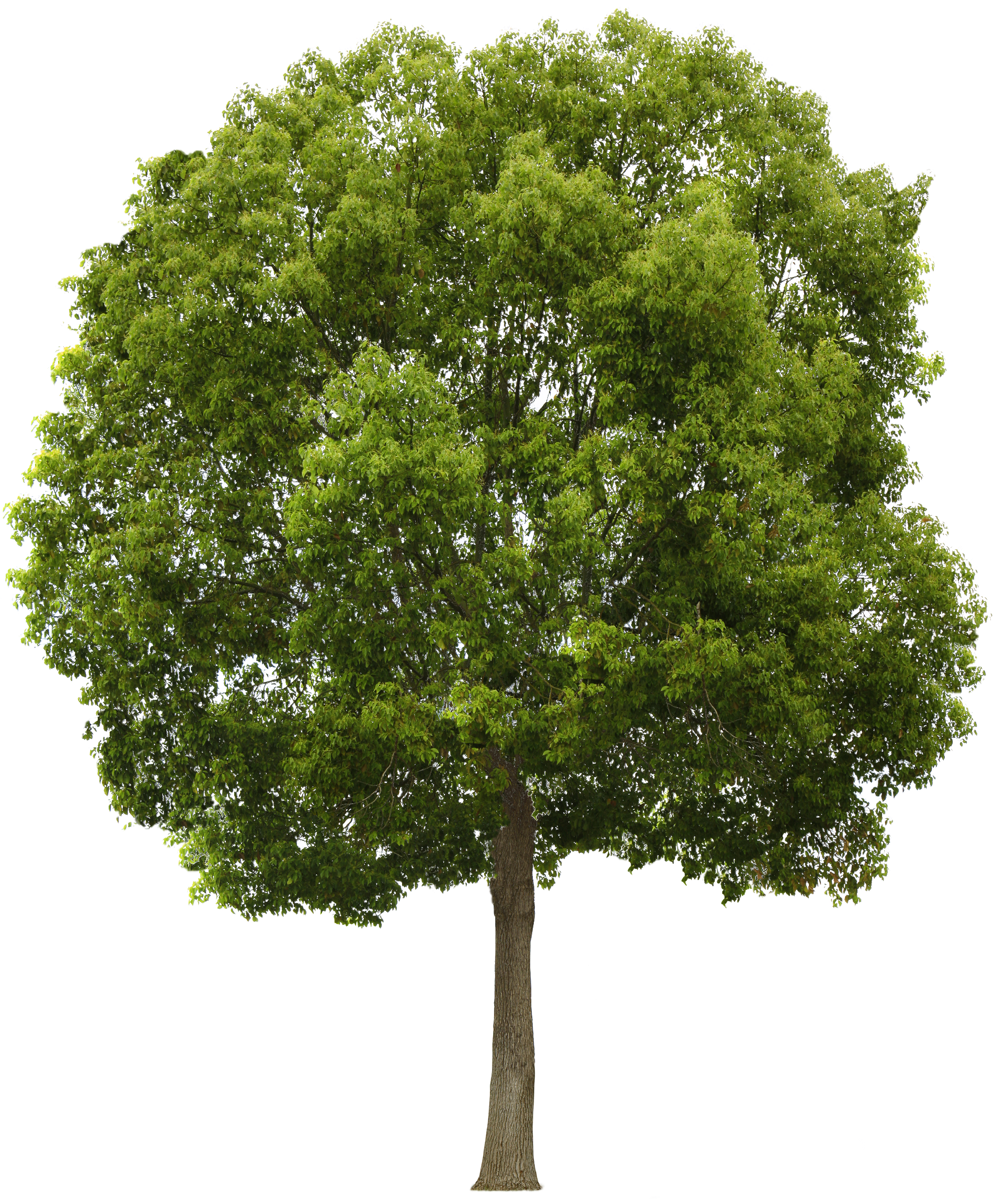 Tree PNG 