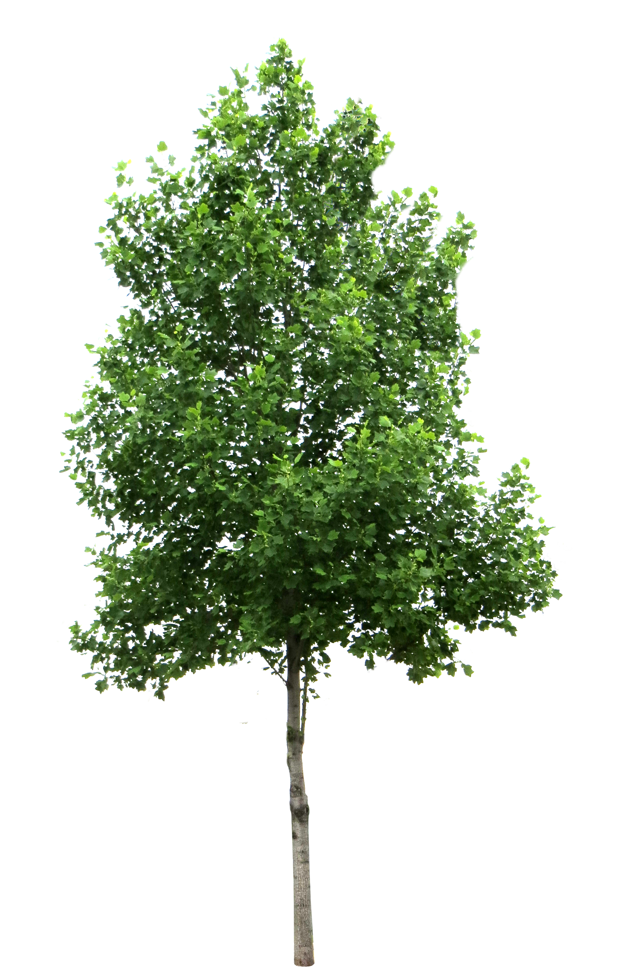 Free Tree Png Transparent Images Download Free Tree Png Transparent