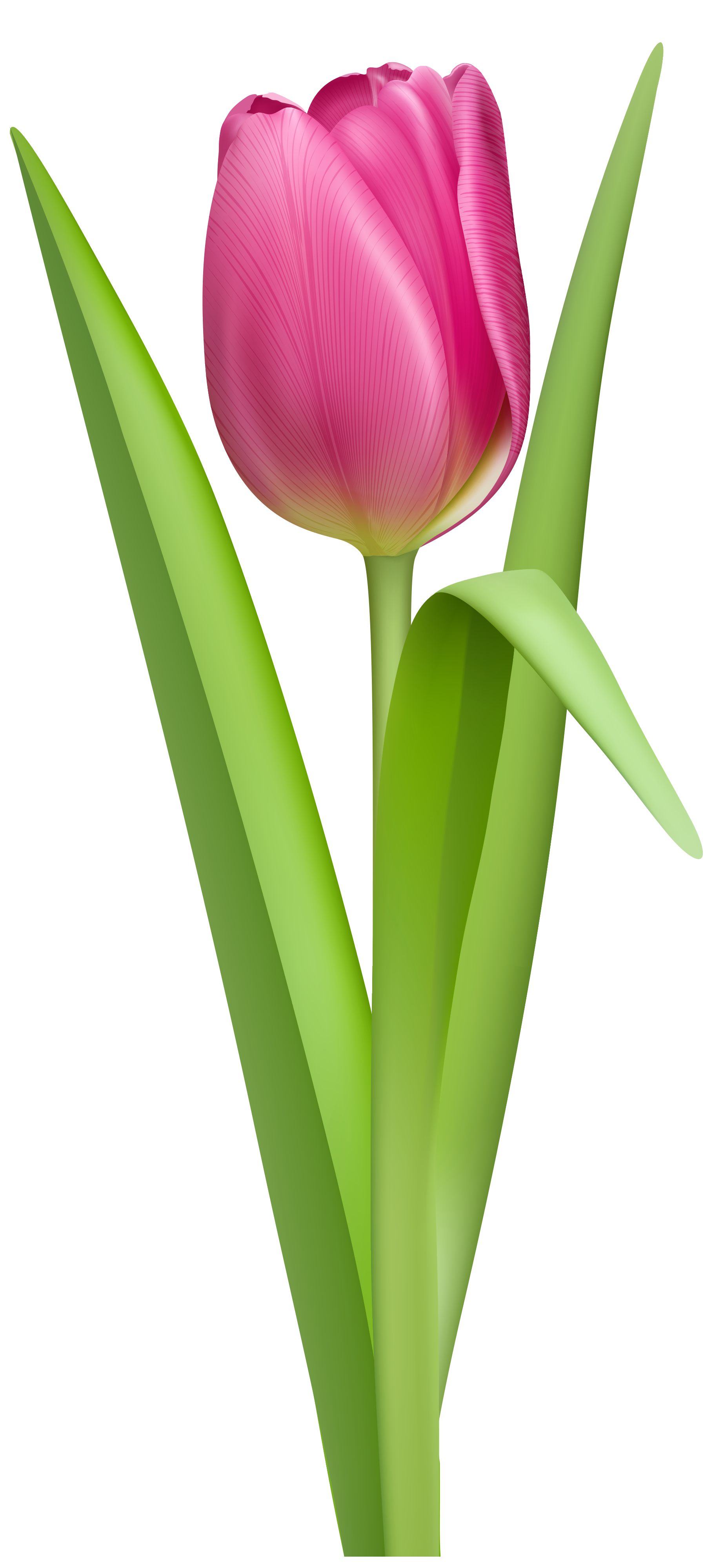 Free Tulip PNG Transparent Images, Download Free Tulip PNG Transparent