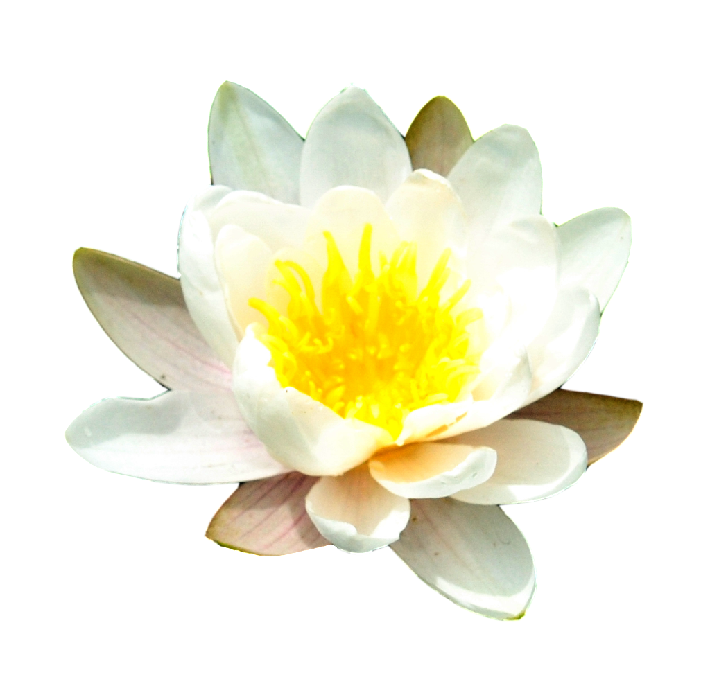 Water Lily Free PNG Image 