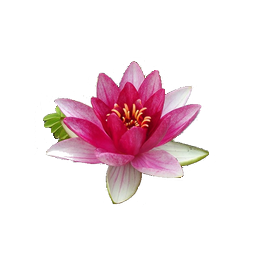 Water Lily PNG File 