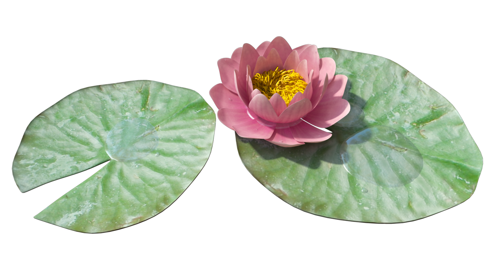 Water Lily PNG Image 