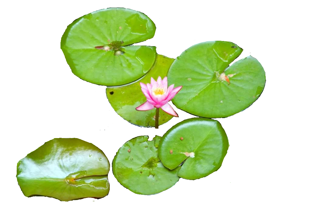 Water Lily 