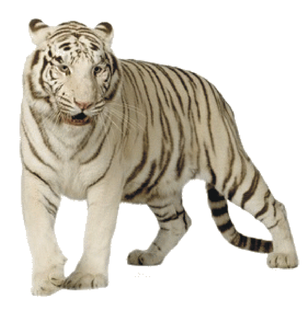 white tiger clipart - photo #48