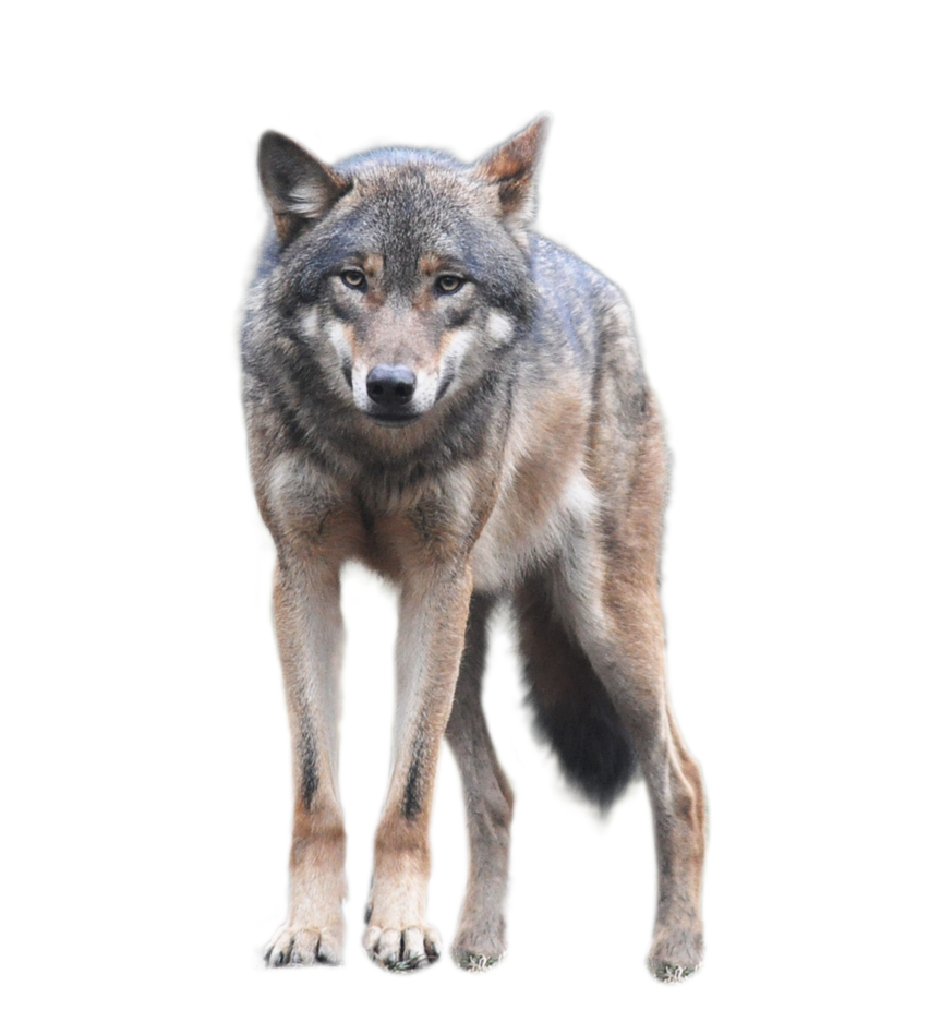 Wolf Download PNG 