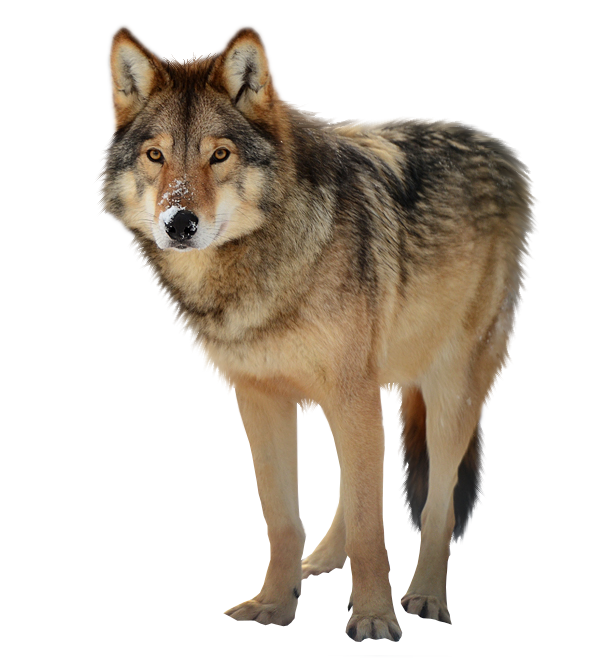 Wolf PNG Clipart 