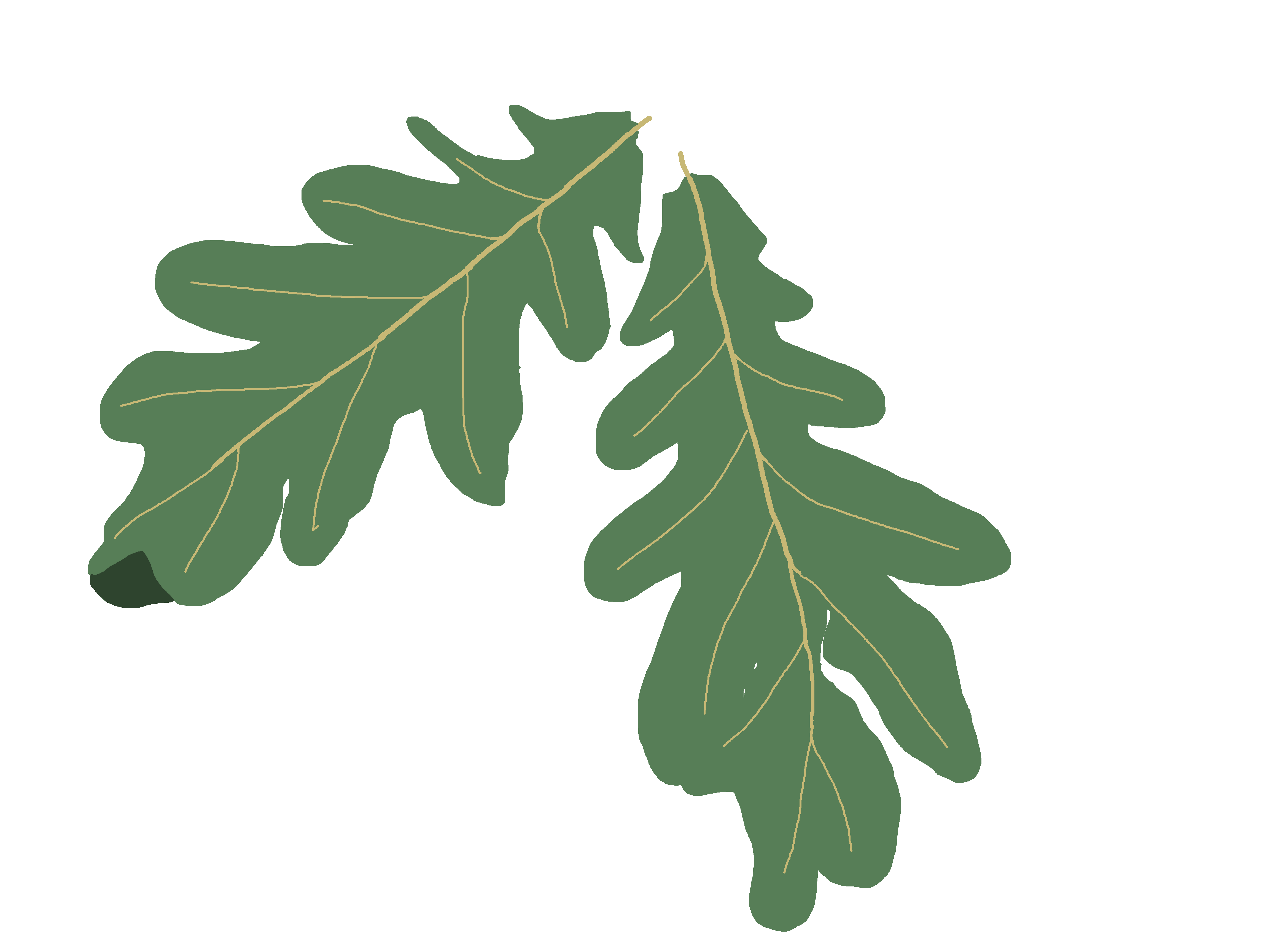free clip art oak leaf - photo #18