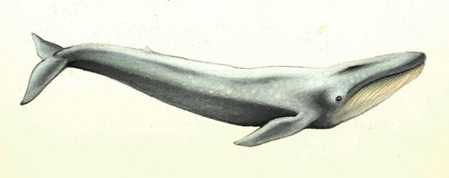 Blue Whale | Mary P. Williams: Scientific Illustration