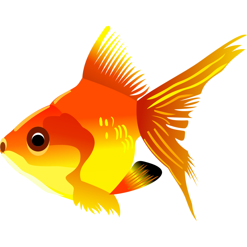 Free Free Fish Images, Download Free Free Fish Images png images, Free