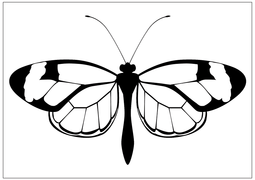 butterfly-top-view-coloring- 