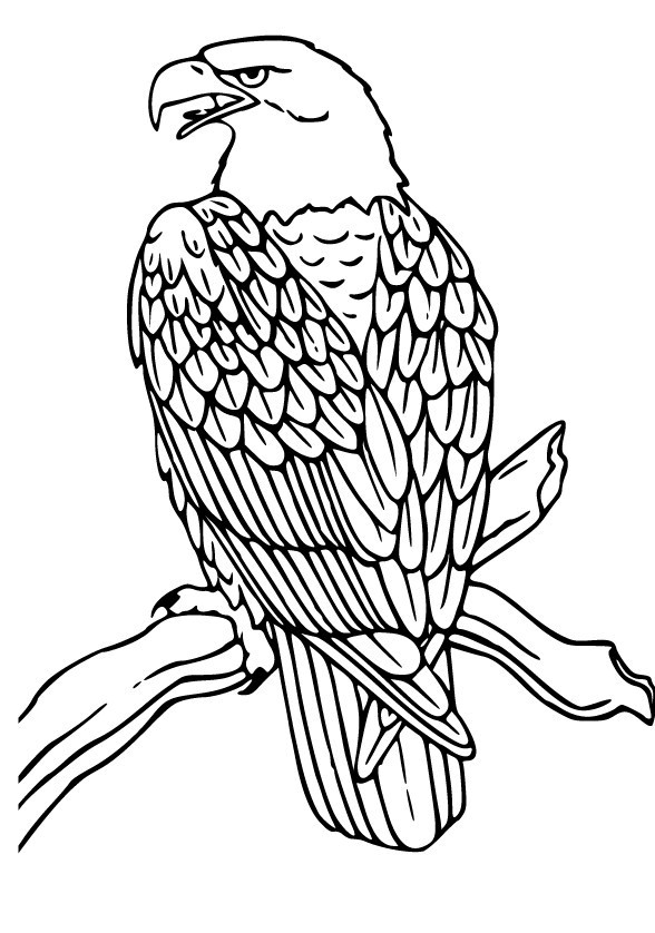 Free Bald Eagle Cartoon, Download Free Bald Eagle Cartoon png images, Free  ClipArts on Clipart Library