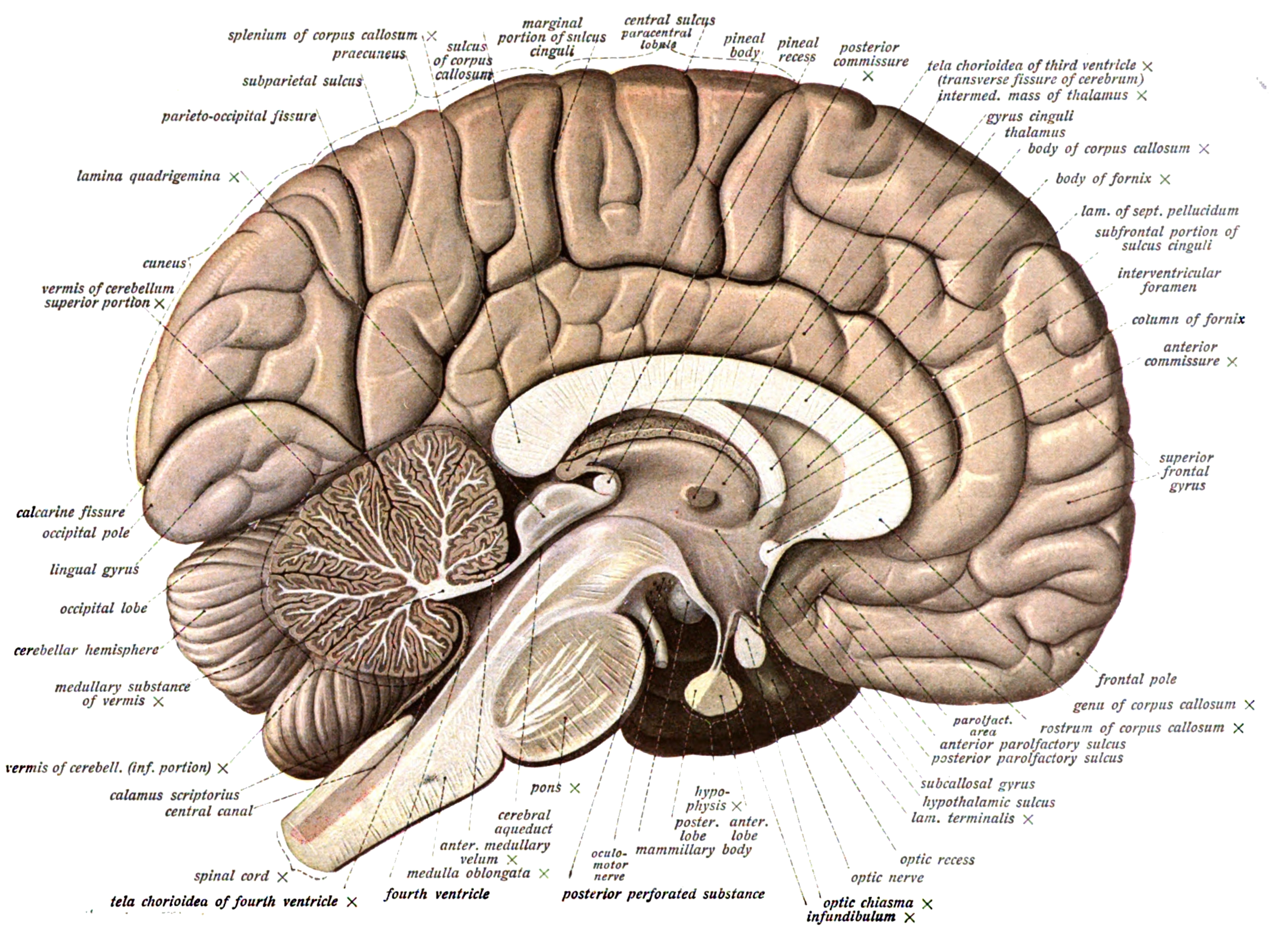 An Etymological Map of the Brain - Neuroskeptic