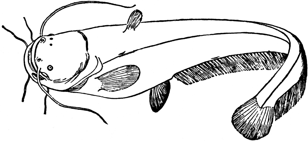 Featured image of post Catfish Clipart Black And White Well you re in luck because here they come