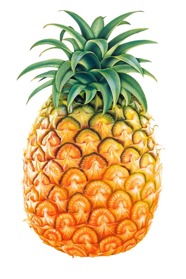 Pineapple Wallpaper Iphone | Clipart library - Free Clipart Images