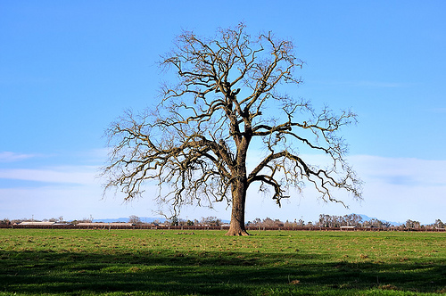 Bare Tree in Field | Flickr - Photo Sharing!